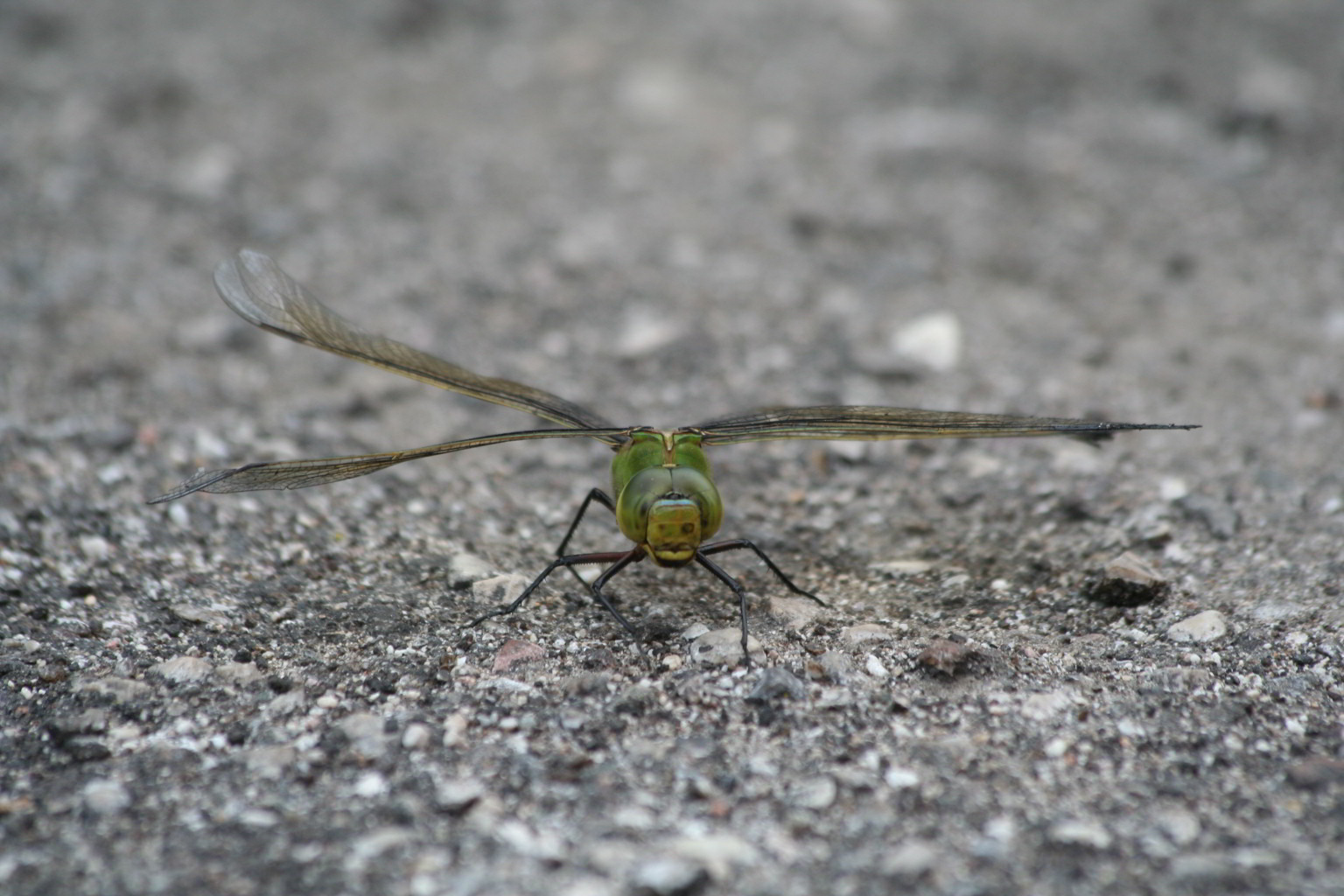 Anax imperator