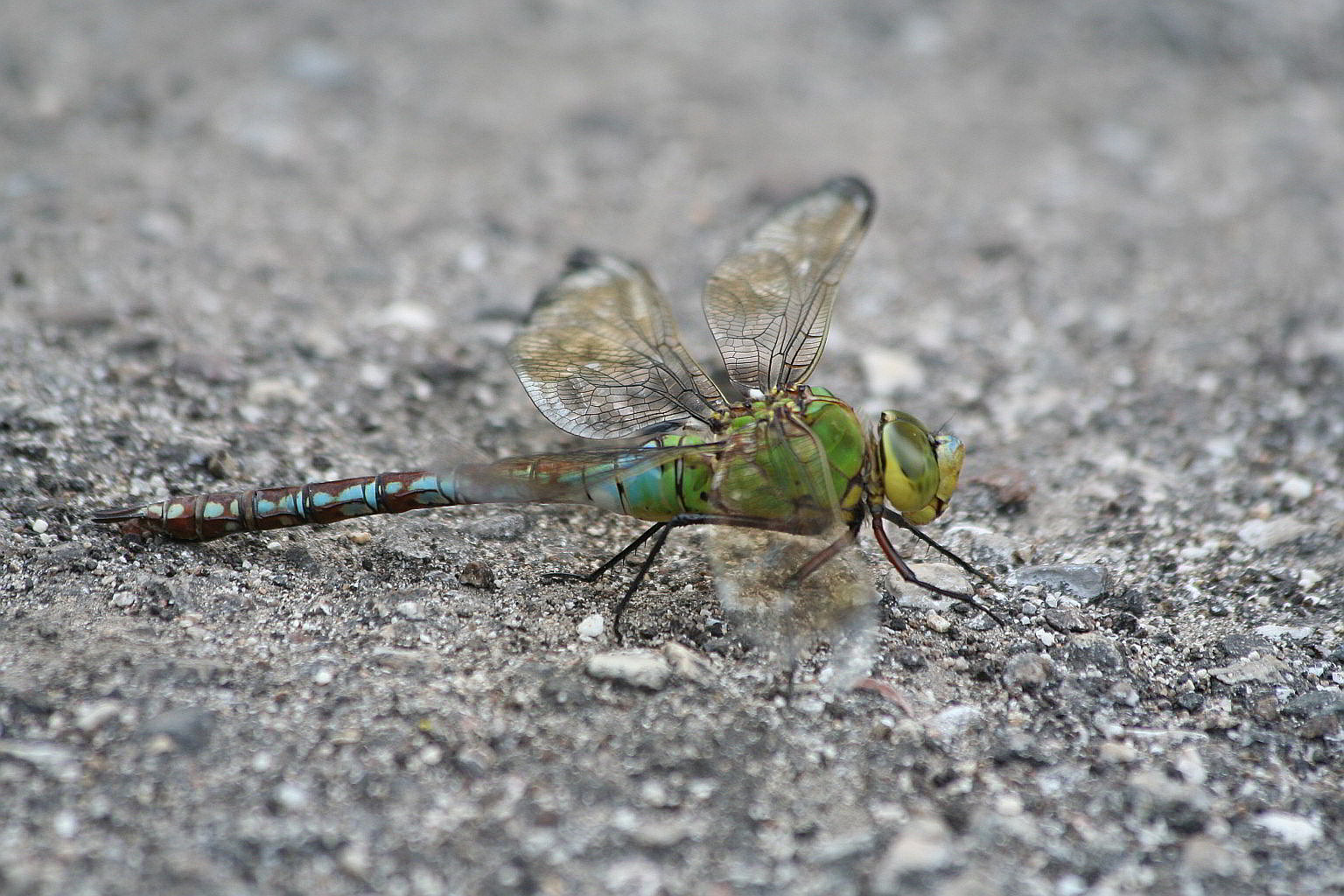 Anax imperator