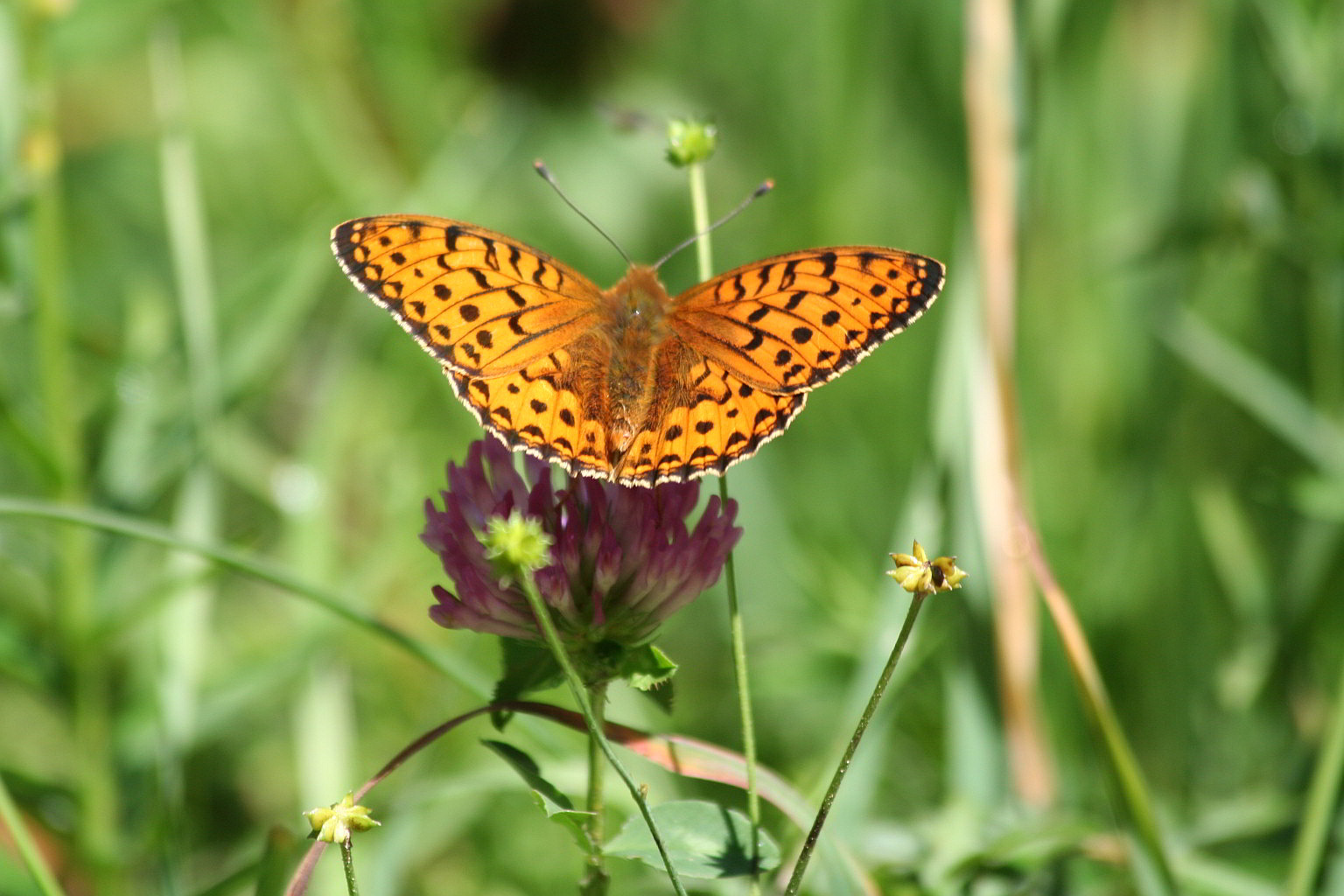 Argynnis aglaja?