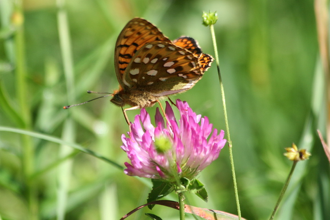 Argynnis aglaja?