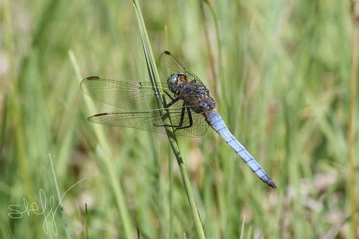 Orthetrum coerulescens