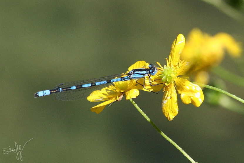 Coenagrion?