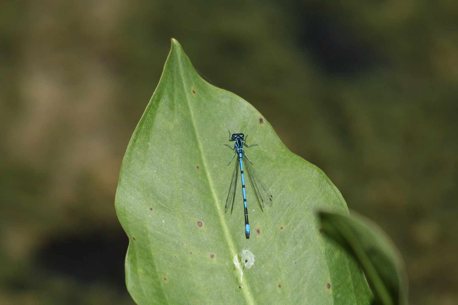 Coenagrion?