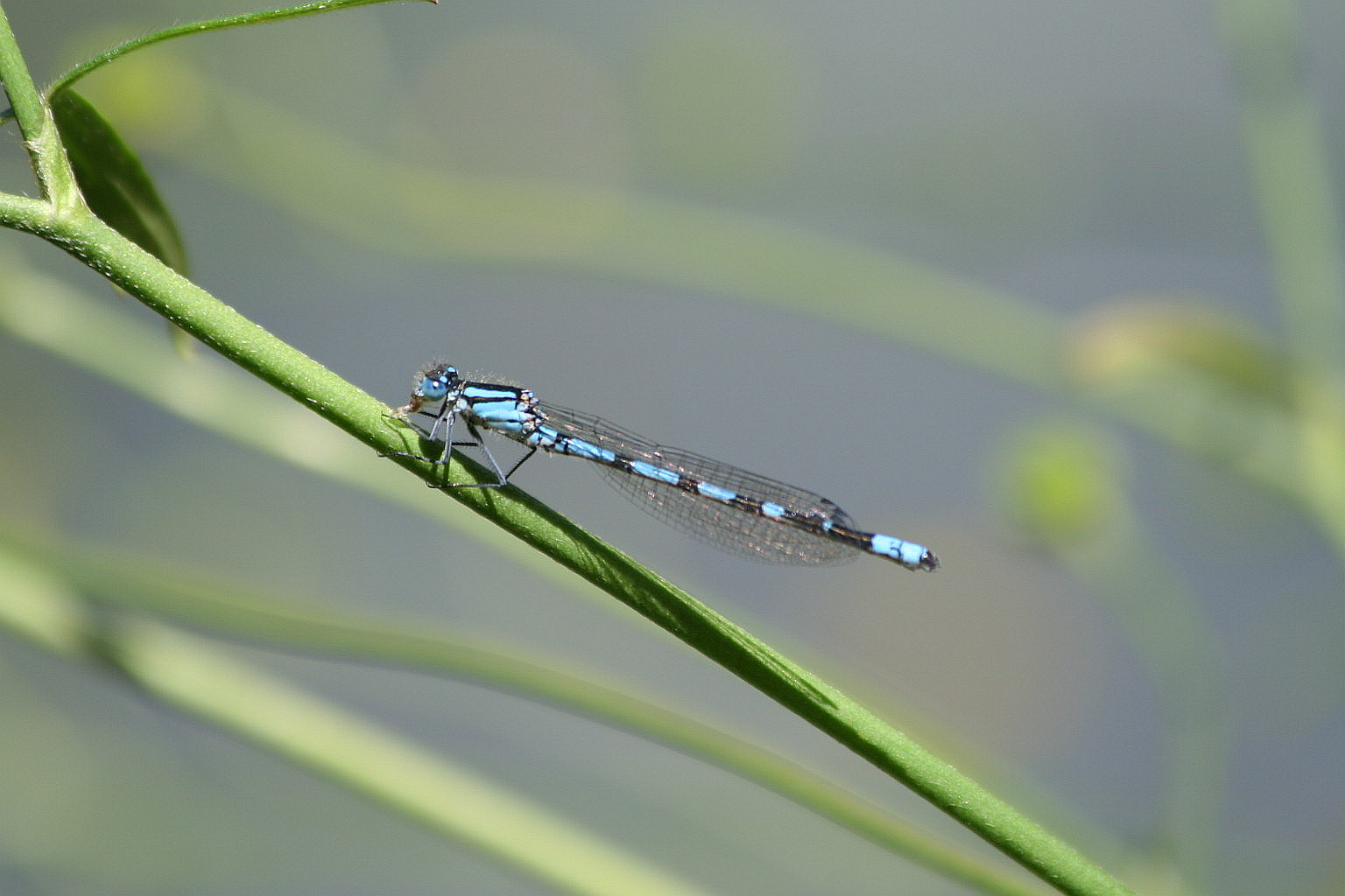 Coenagrion?