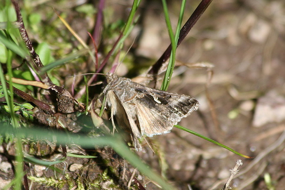 Autographa gamma?