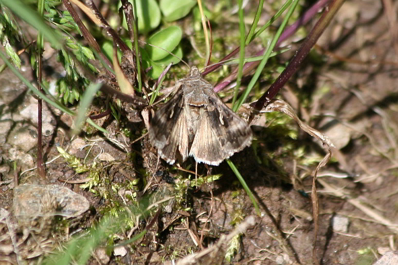 Autographa gamma?