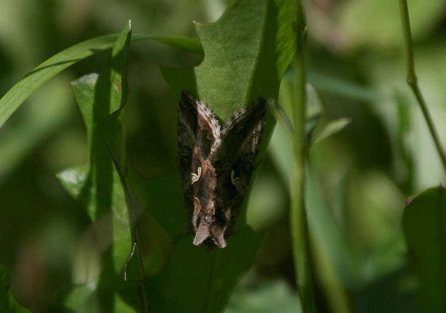 Autographa gamma?