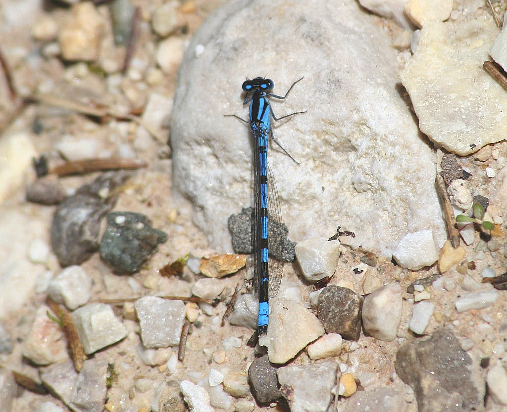 Coenagrion puella?