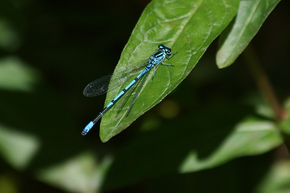 Coenagrion puella?