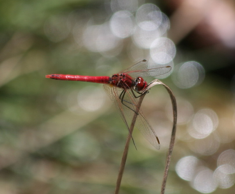 sympetrum fonscolombii rosso