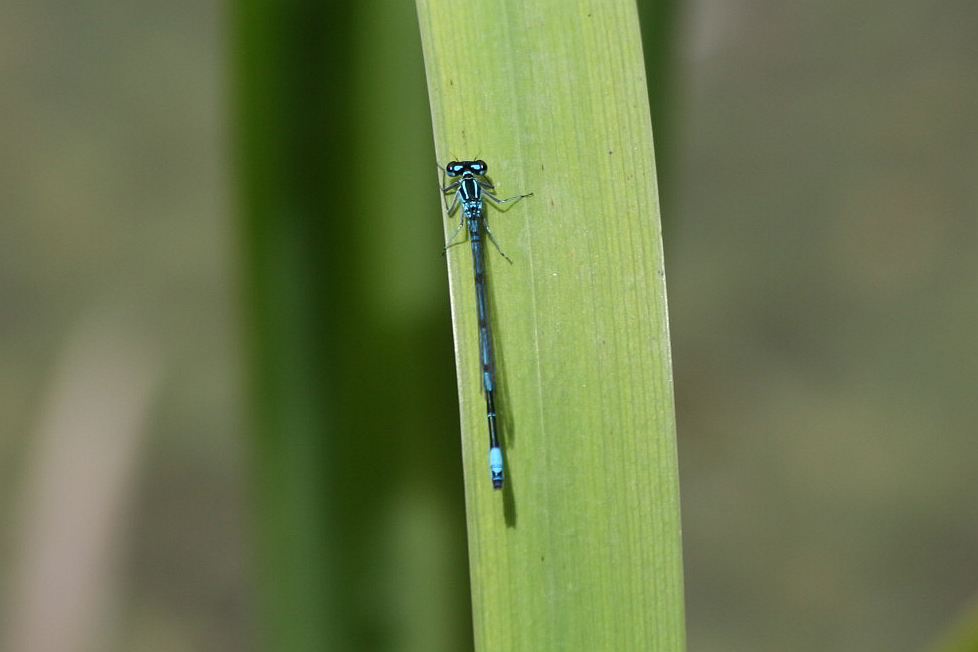 Coenagrion puella?