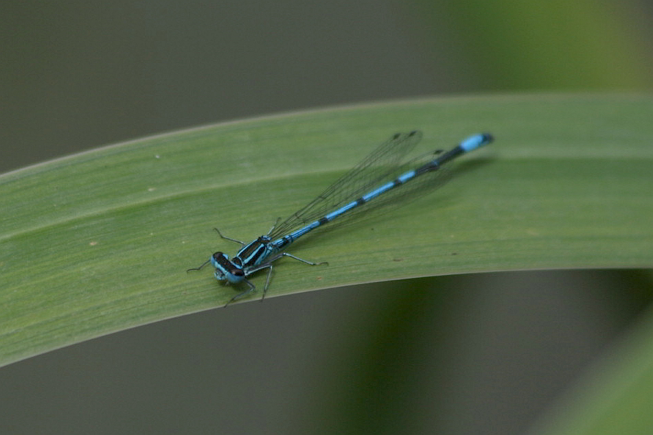 Coenagrion puella?