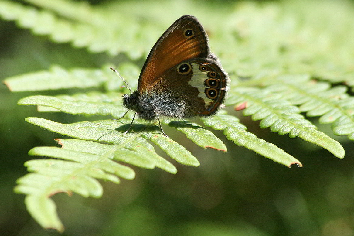 ancora Coenonympha arcania?