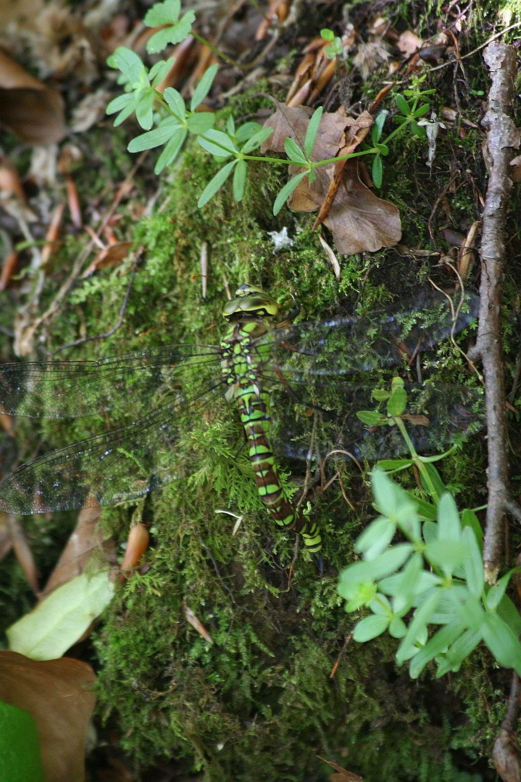 Aeshna viridis? - No, Aeshna cyanea (femmina)