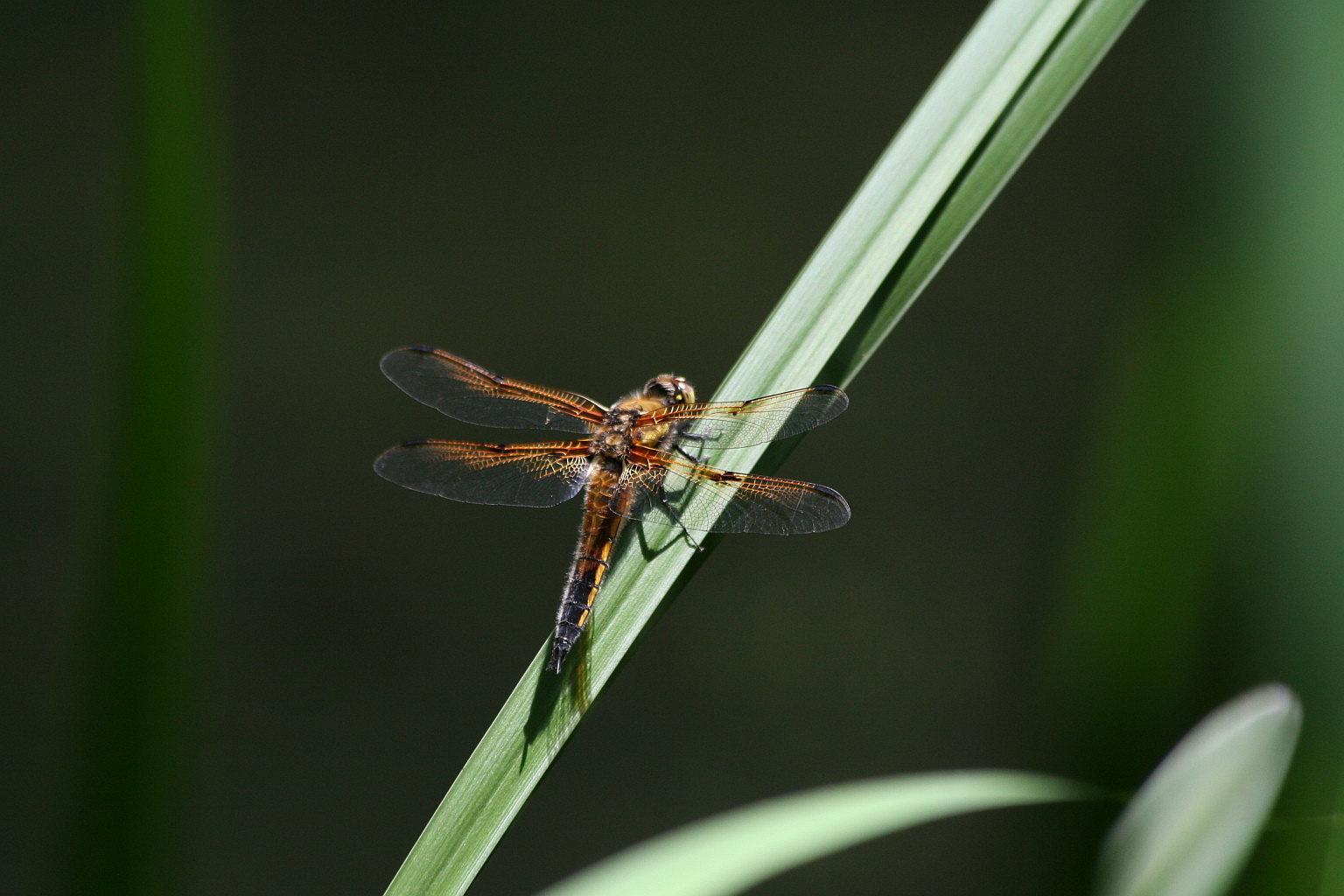 Libellula quadrimaculata?