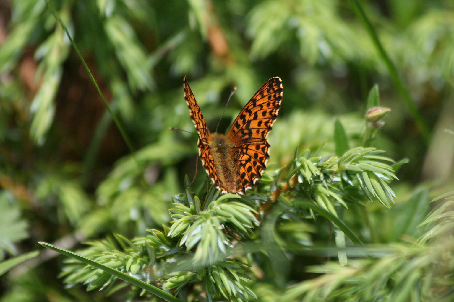 Boloria titania?