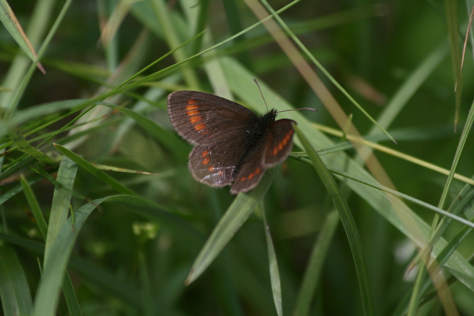 Erebia pharte