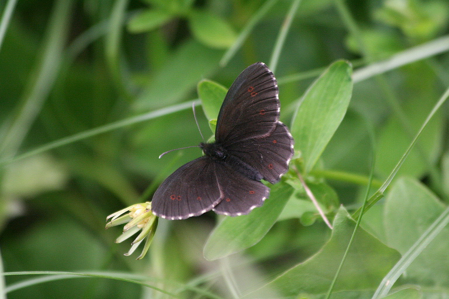 erebia ???