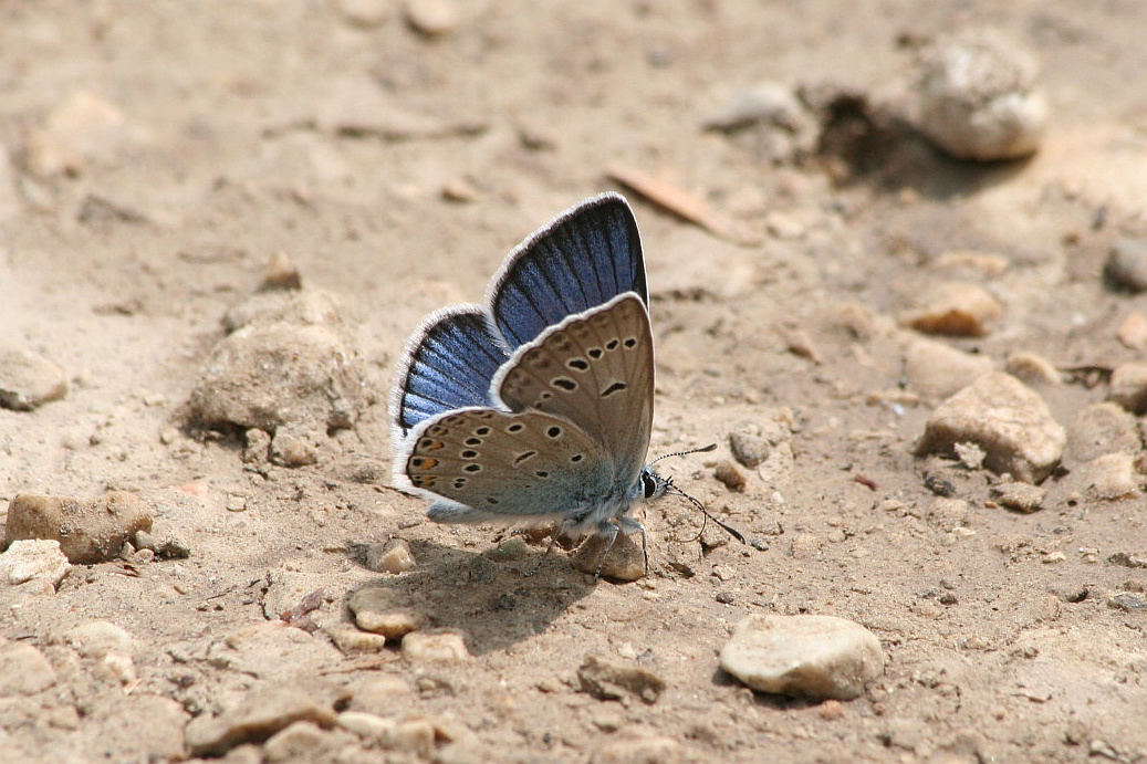 Licenide da id (P. amandus?)