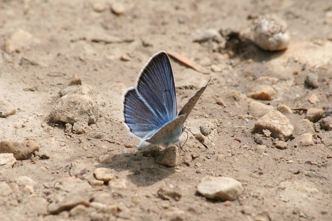 Licenide da id (P. amandus?)