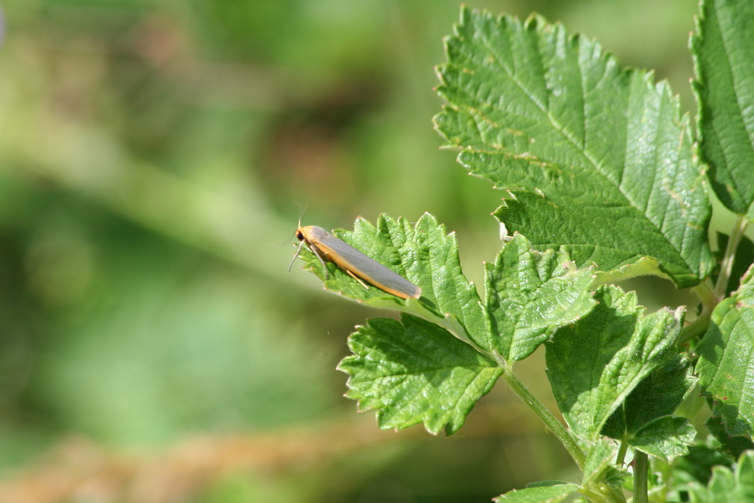 strano individuo