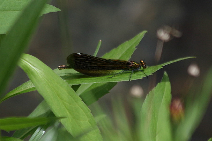 Damigelle in accoppiamento - Calopteryx splendens