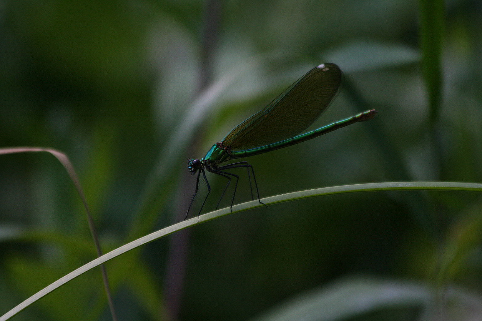 Damigelle in accoppiamento - Calopteryx splendens