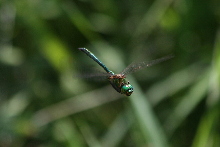 Somatochlora metallica?