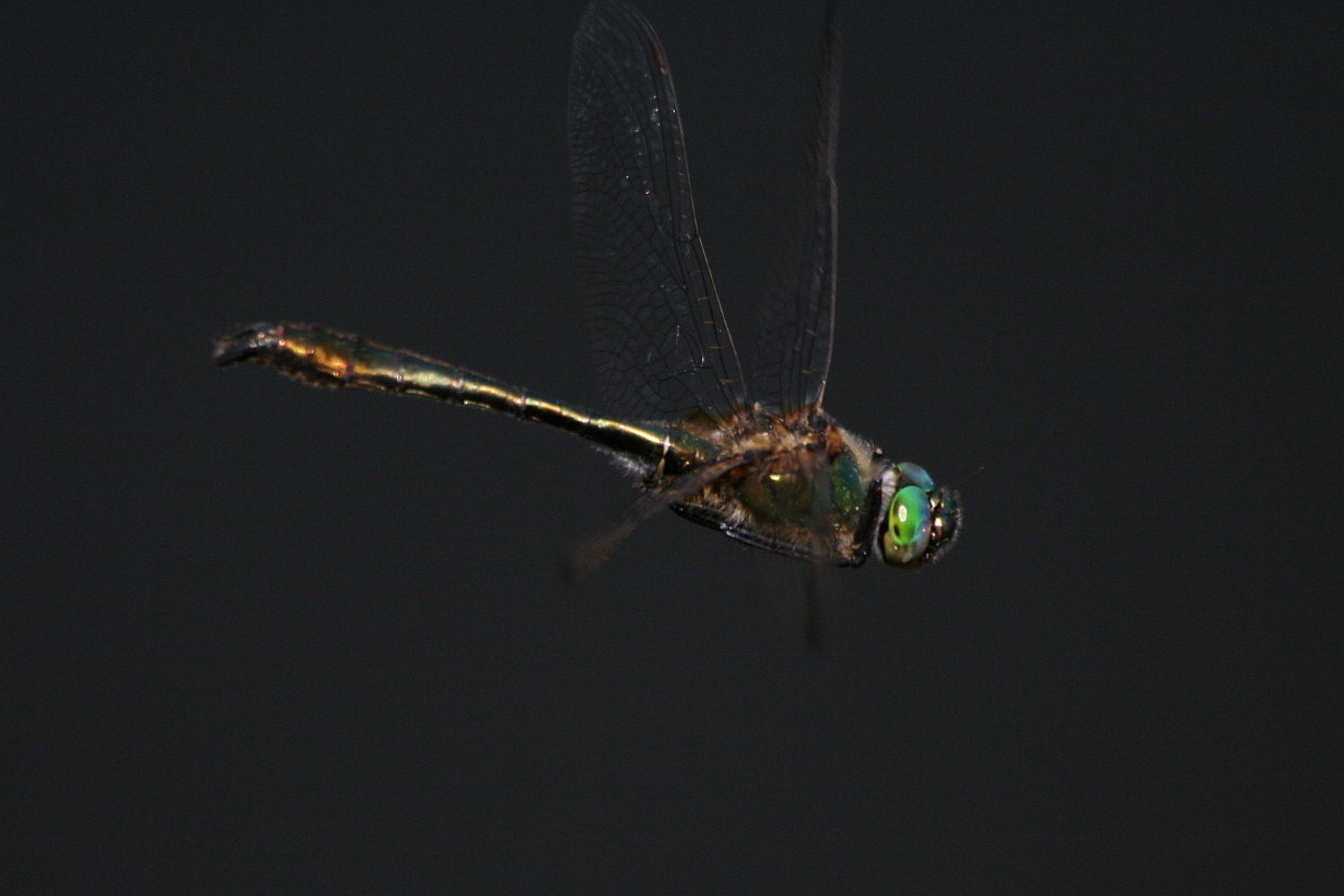 C. puella, L.quadrimaculata Somatochlora (?) dal Lago Gller