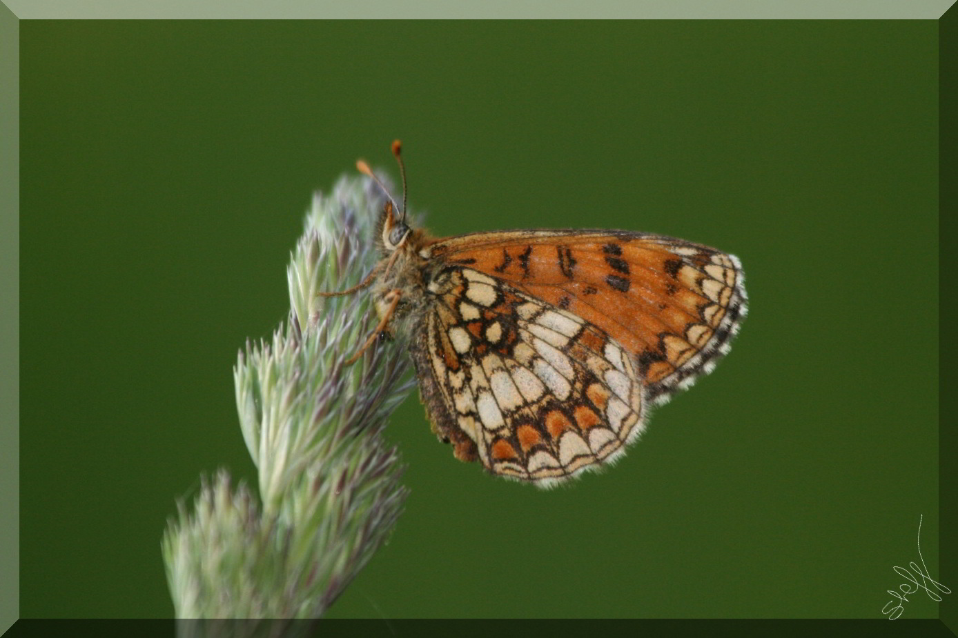 Melitaea deione?