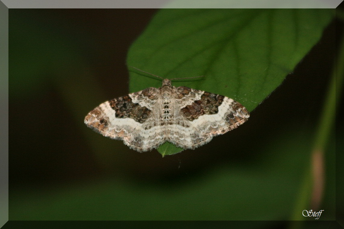 Epirrhoe alternata ?