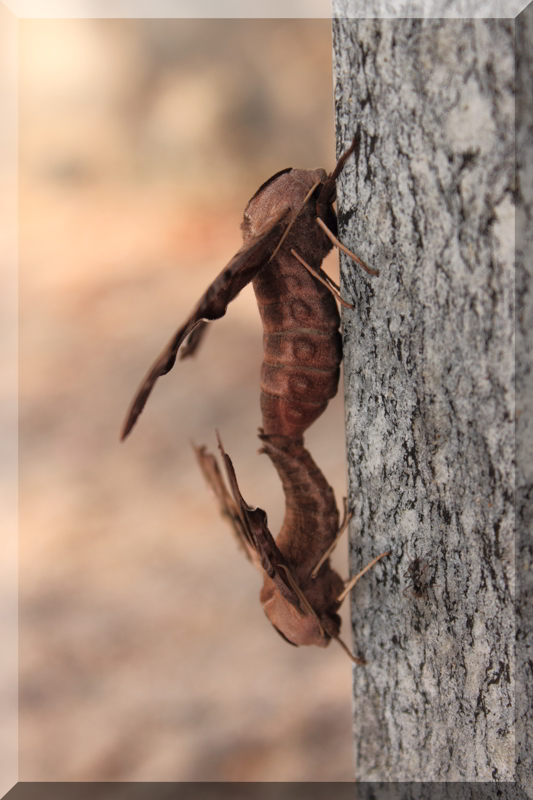 Smerinthus ocellata.(?) in accoppiamento