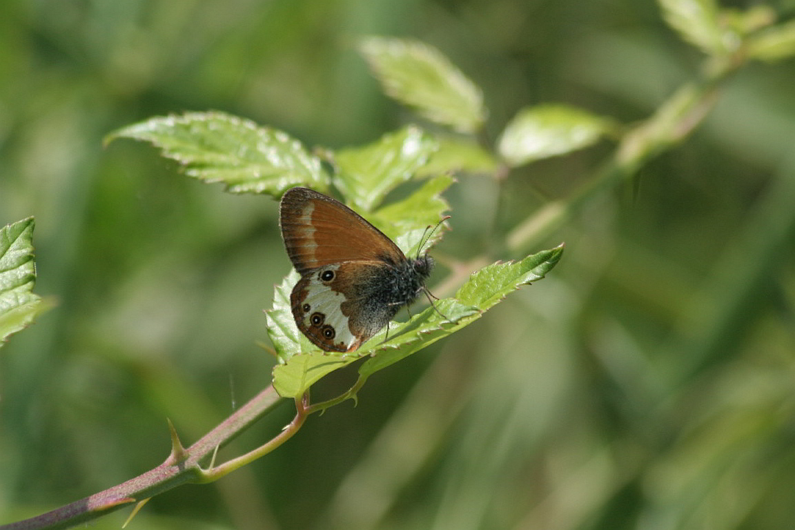 Tutte Coenonympha arcania?