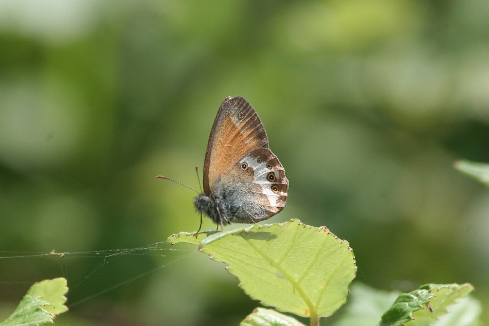 Tutte Coenonympha arcania?