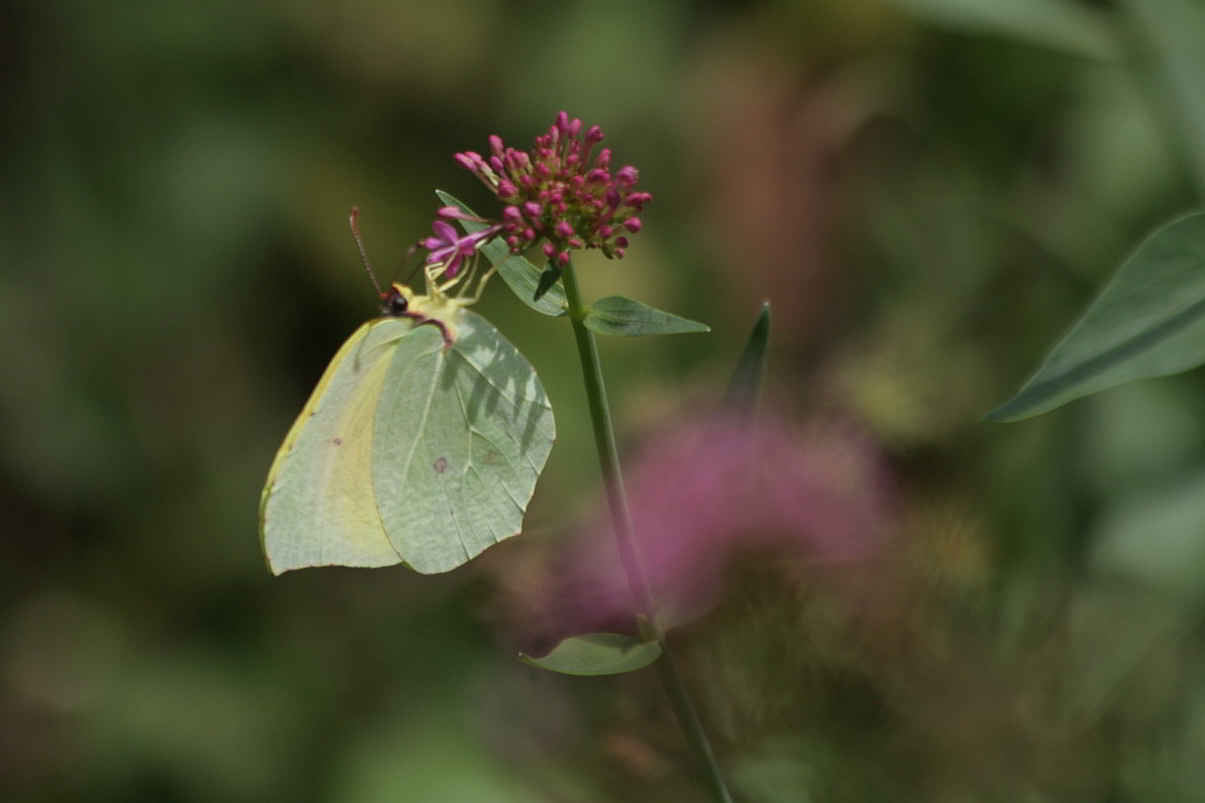 Gonepteryx cleopatra... al volo