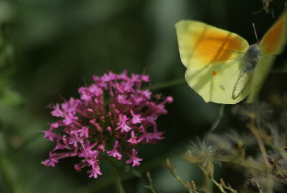 Gonepteryx cleopatra... al volo