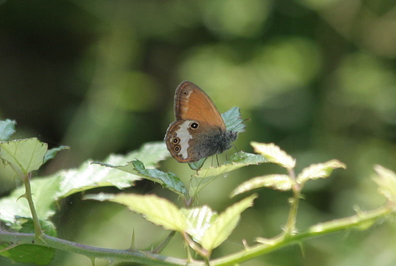 Tutte Coenonympha arcania?