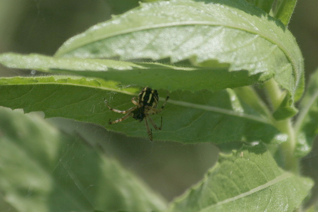 Mangora acalypha