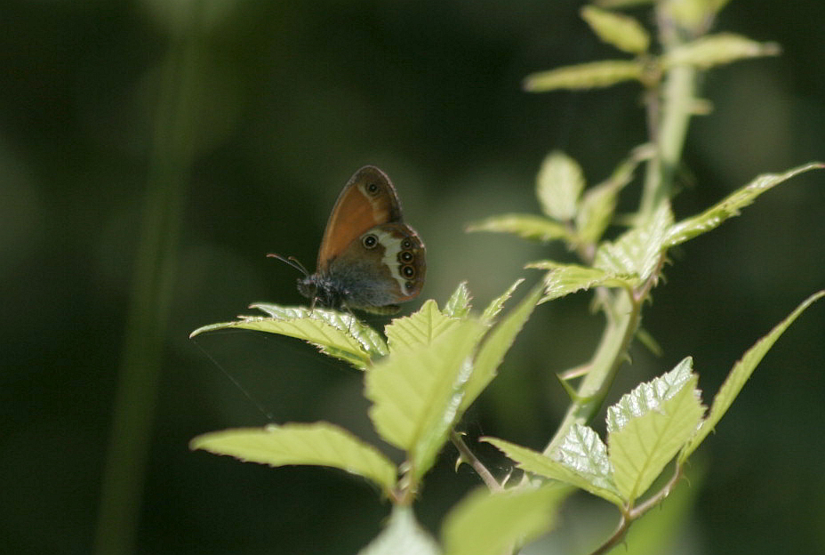 Tutte Coenonympha arcania?