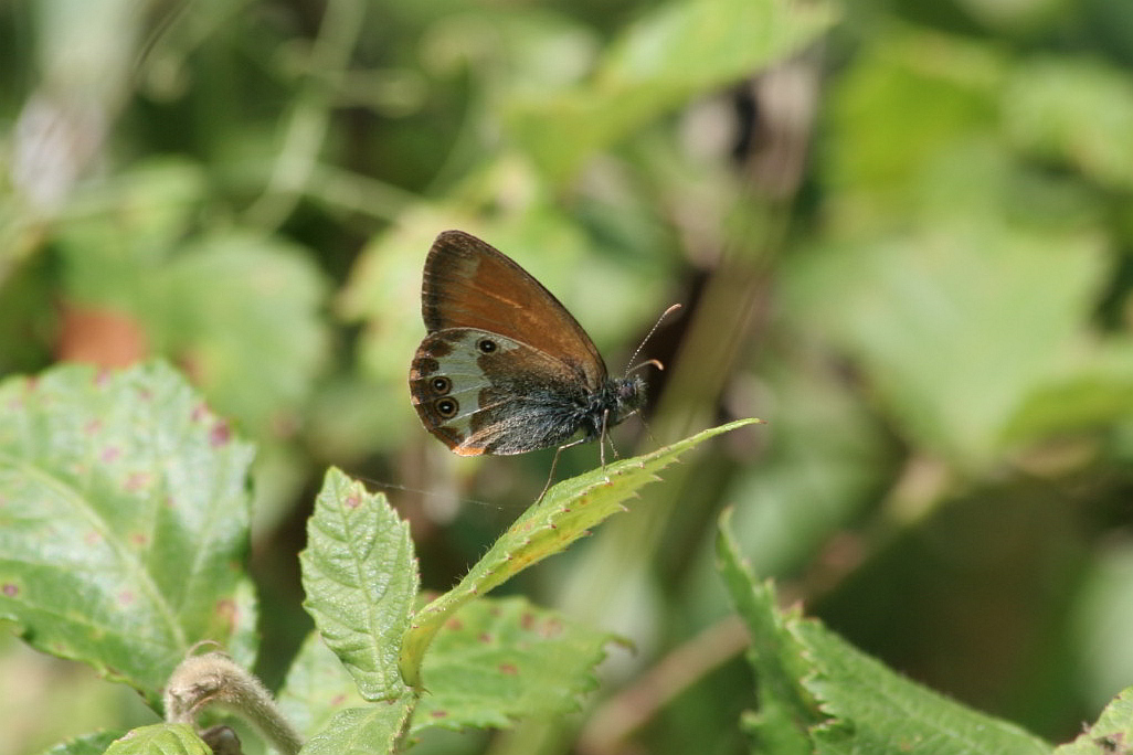 Tutte Coenonympha arcania?