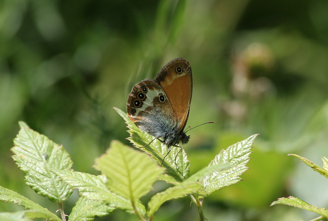 Tutte Coenonympha arcania?