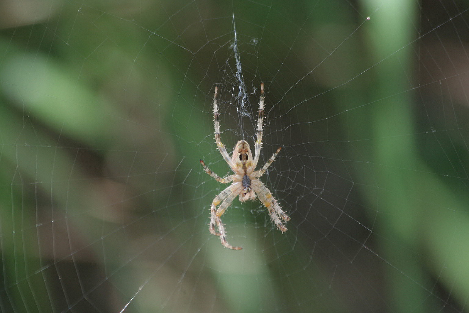 Araneus sp.