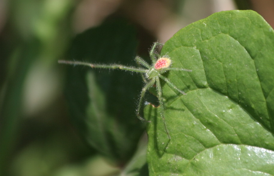 Heriaeus sp.