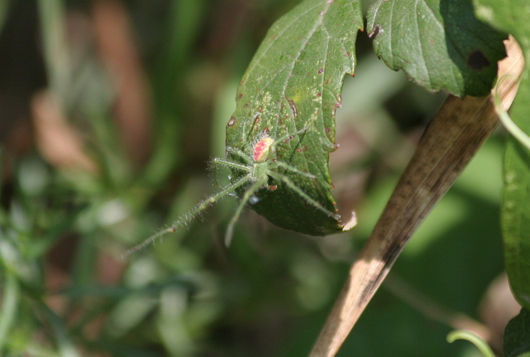 Heriaeus sp.