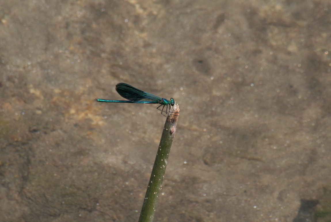 Calopteryx splendens?