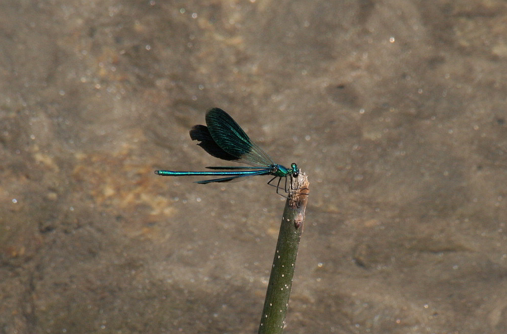 Calopteryx splendens?