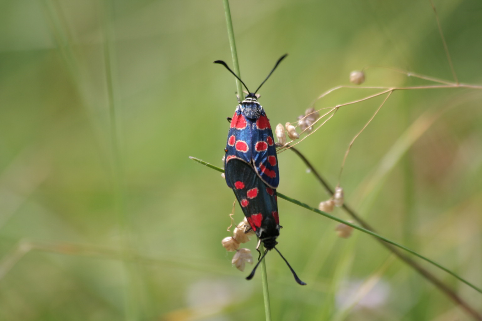 Accoppiamento strano di due Zigene? Z. (A.) carniolica