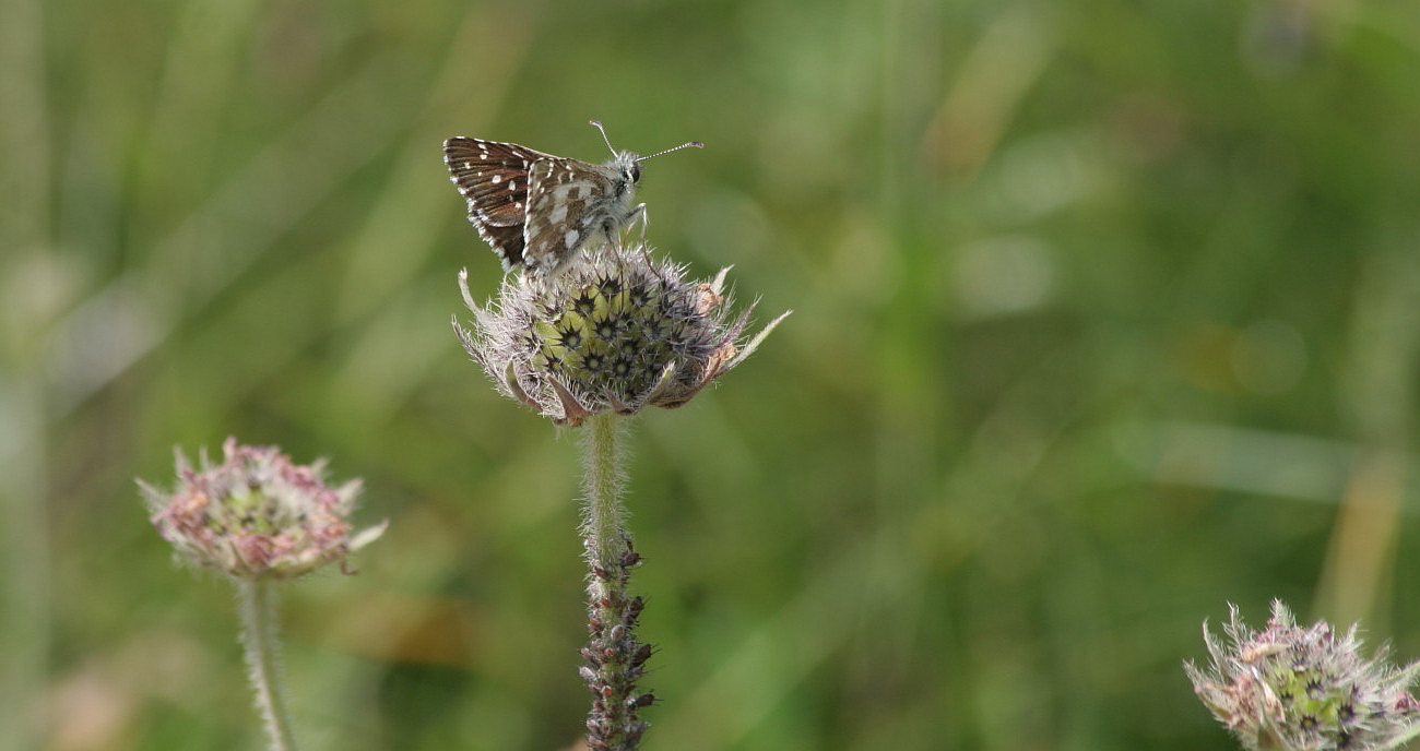 Pyrgus alveus?