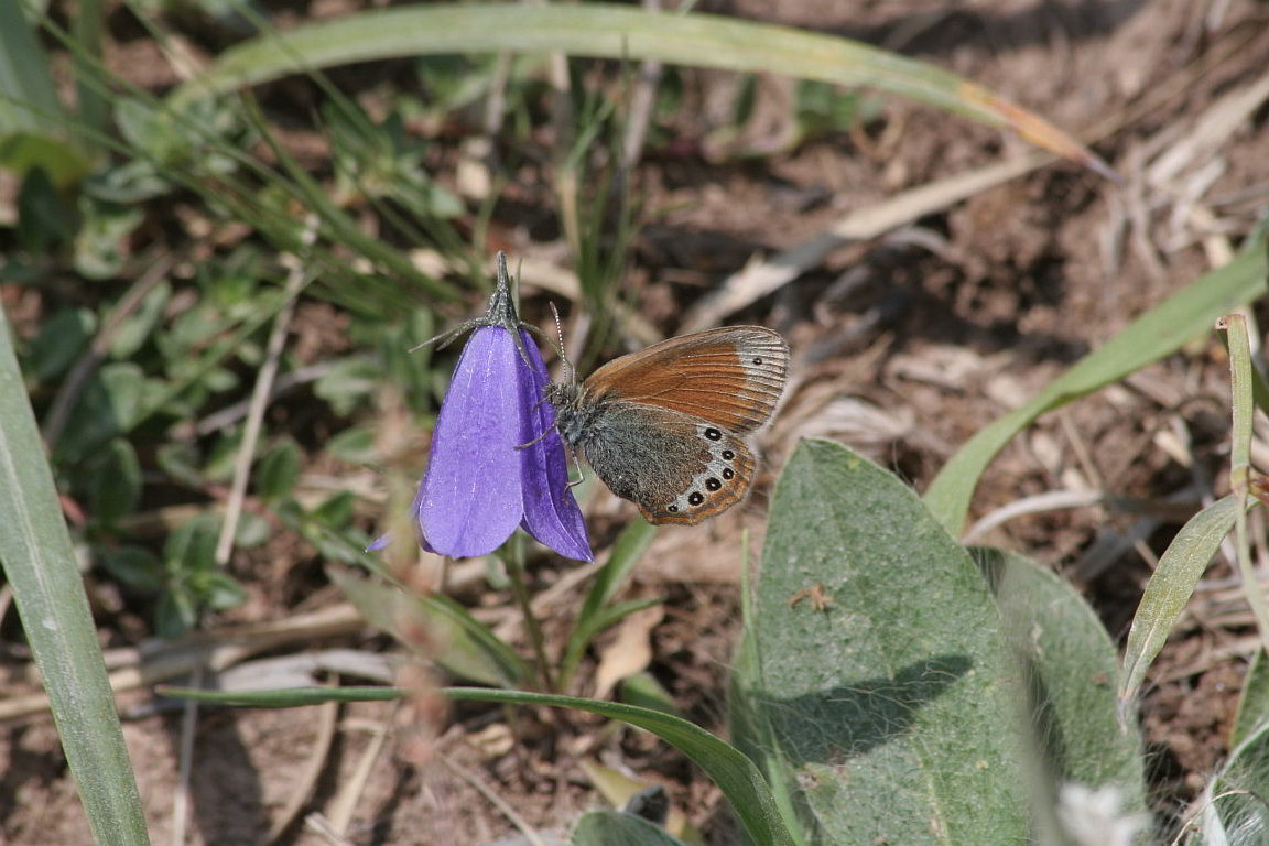 Coenonympha gardetta?