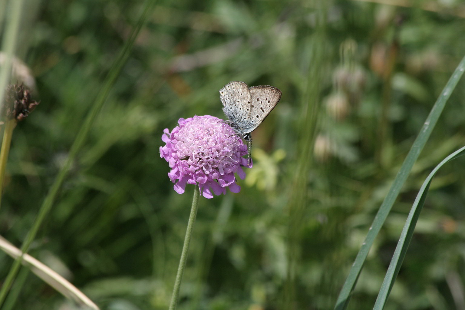 Lycaenidae con tanti puntini